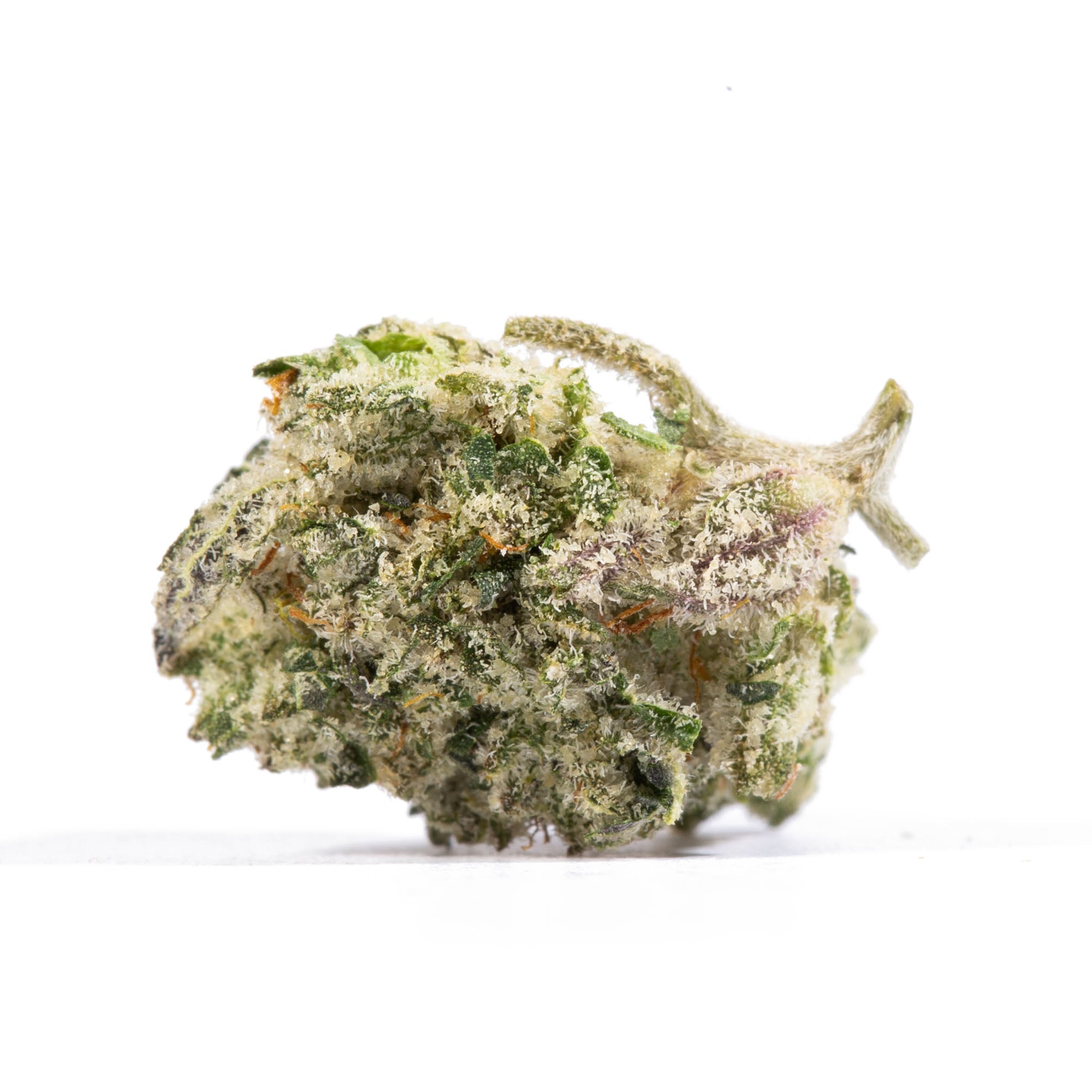 Blue Lobster Smalls (AAA+) - Image 2