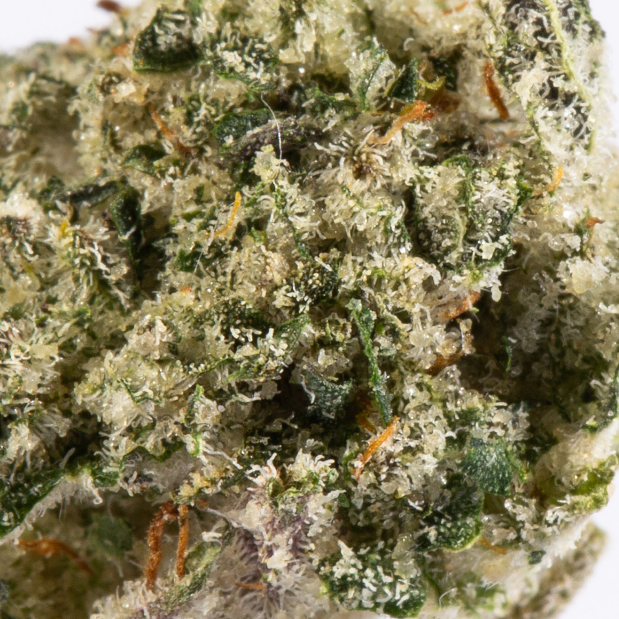 Blue Lobster Smalls (AAA+) - Image 4