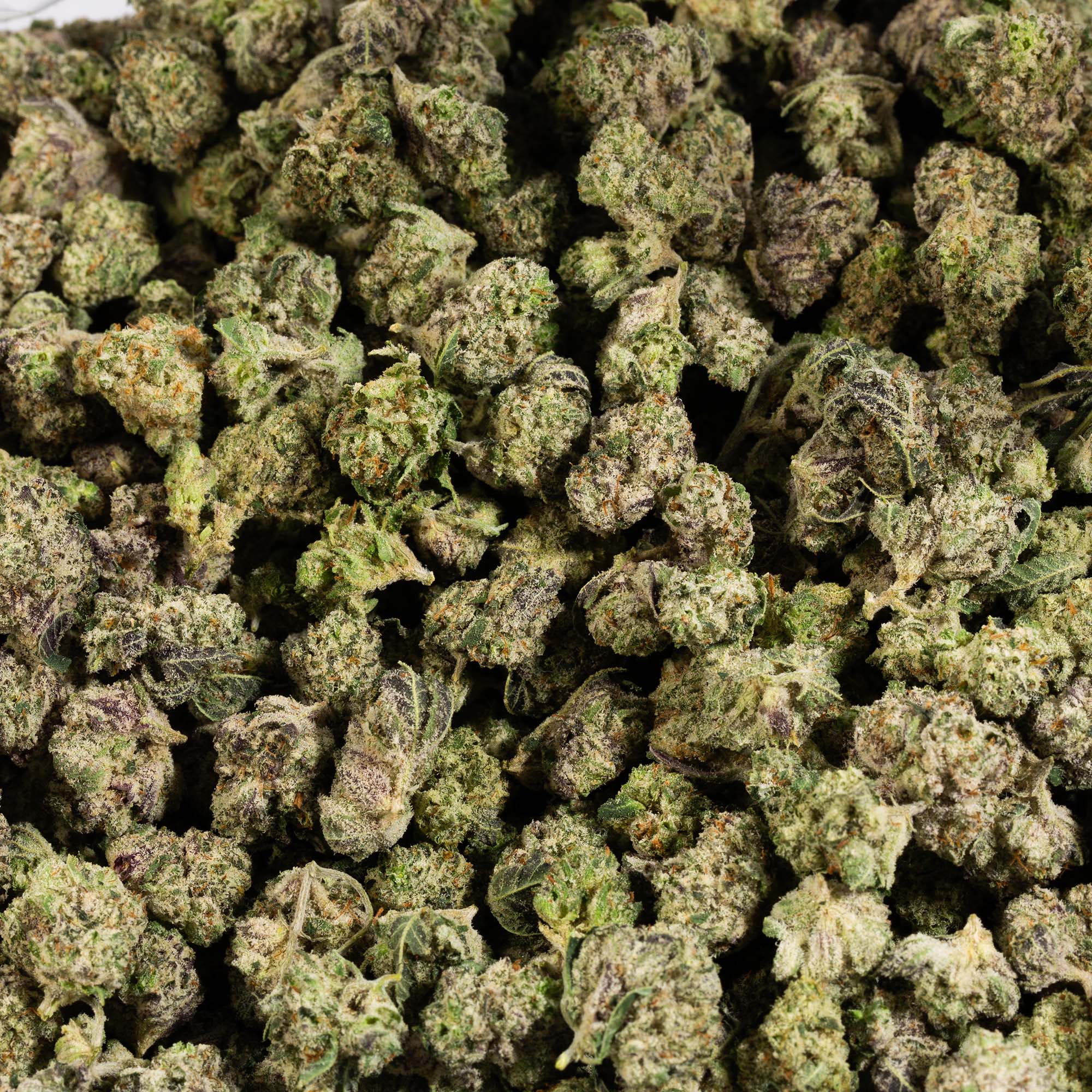 Blue Lobster Smalls (AAA+) - Image 3