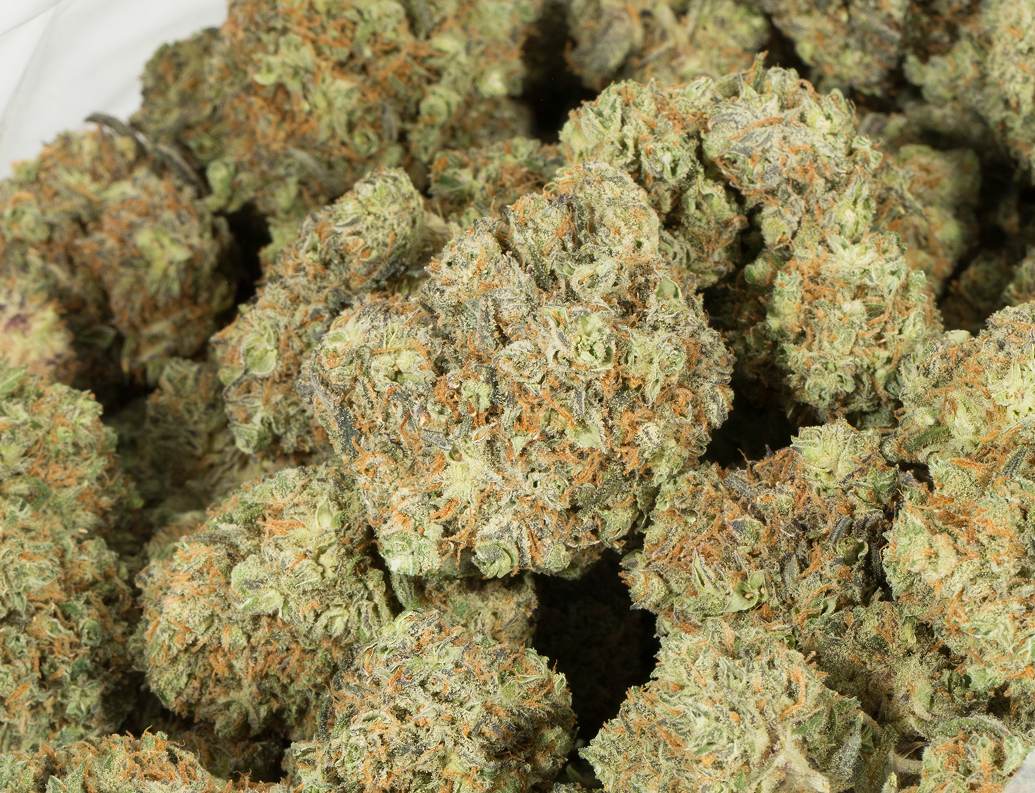 Blackberry x Blueberry (AA+) - Image 4