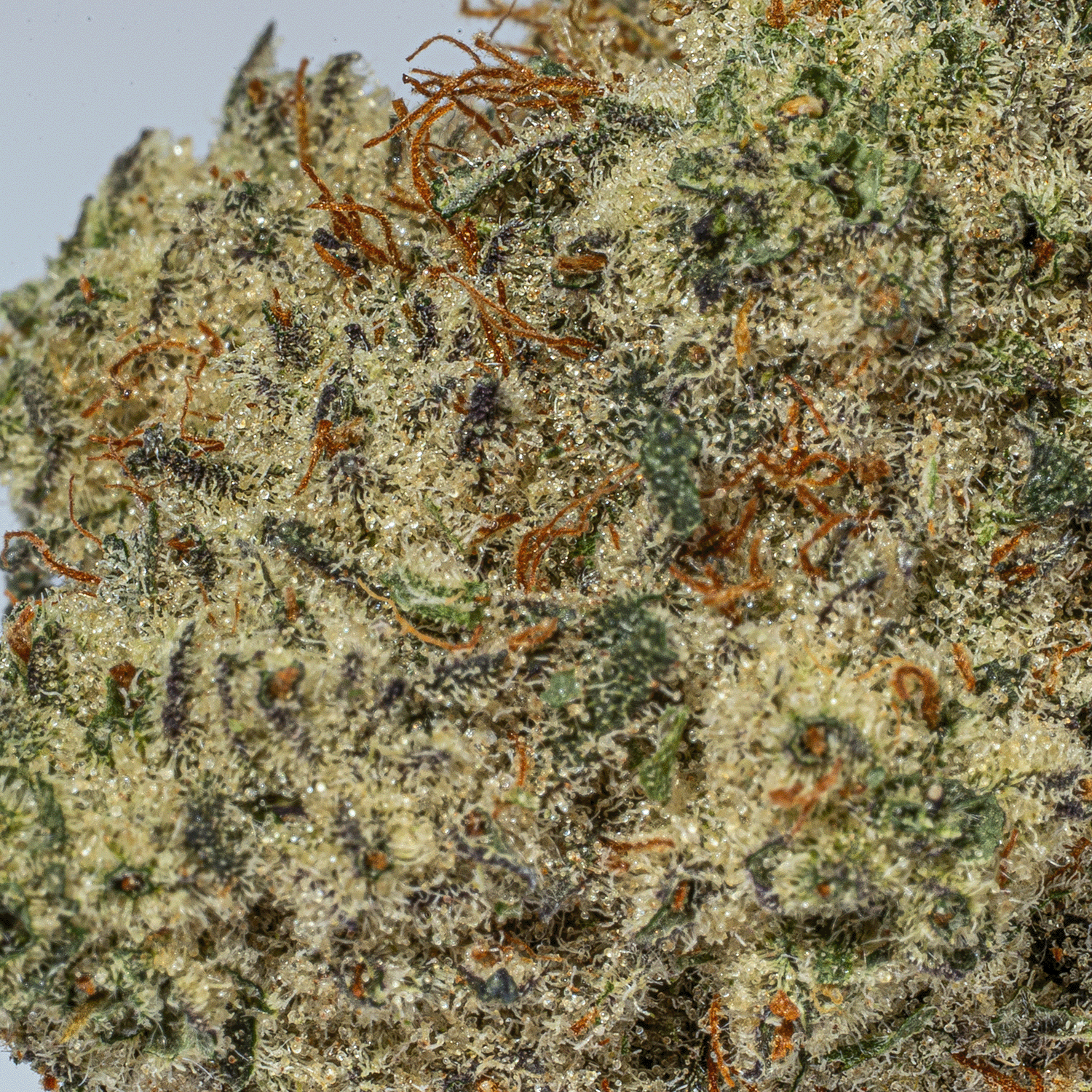 Frosted Donkey (AAA+) - Image 4