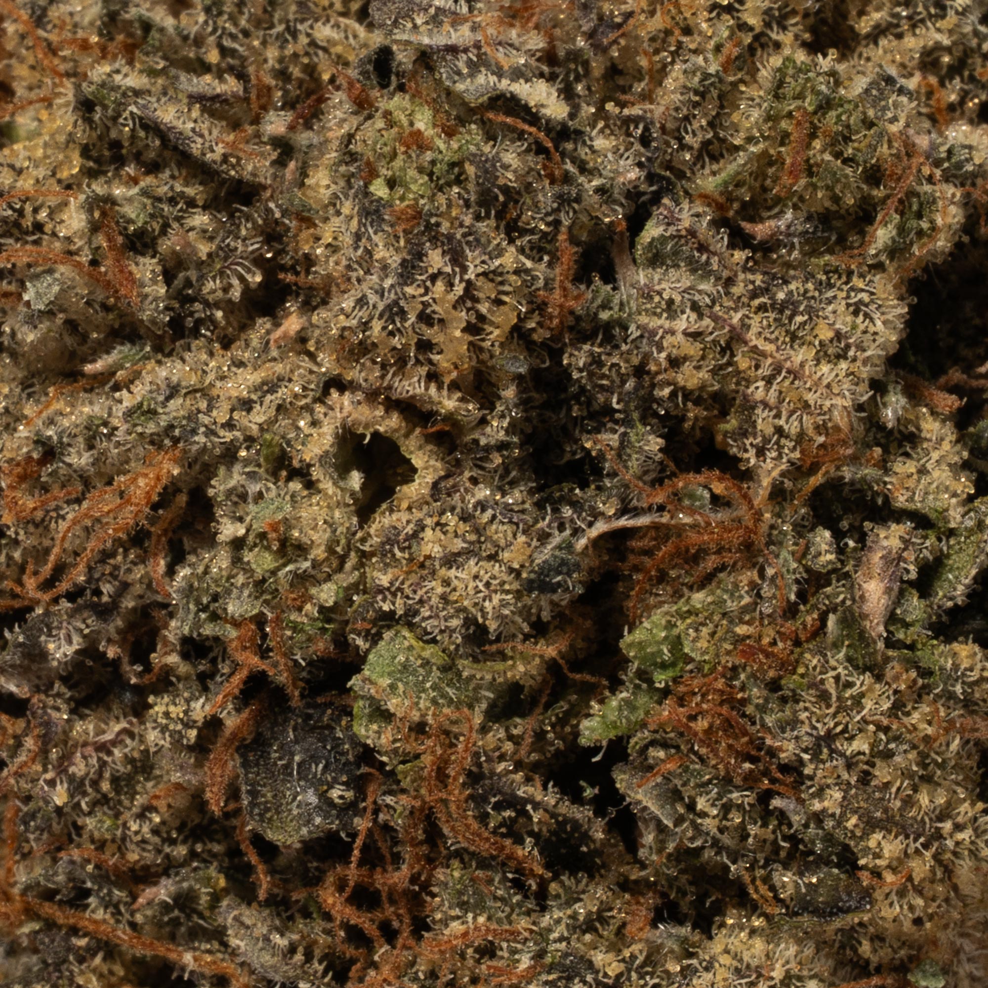 Gangster Kush (AAA) - Image 4
