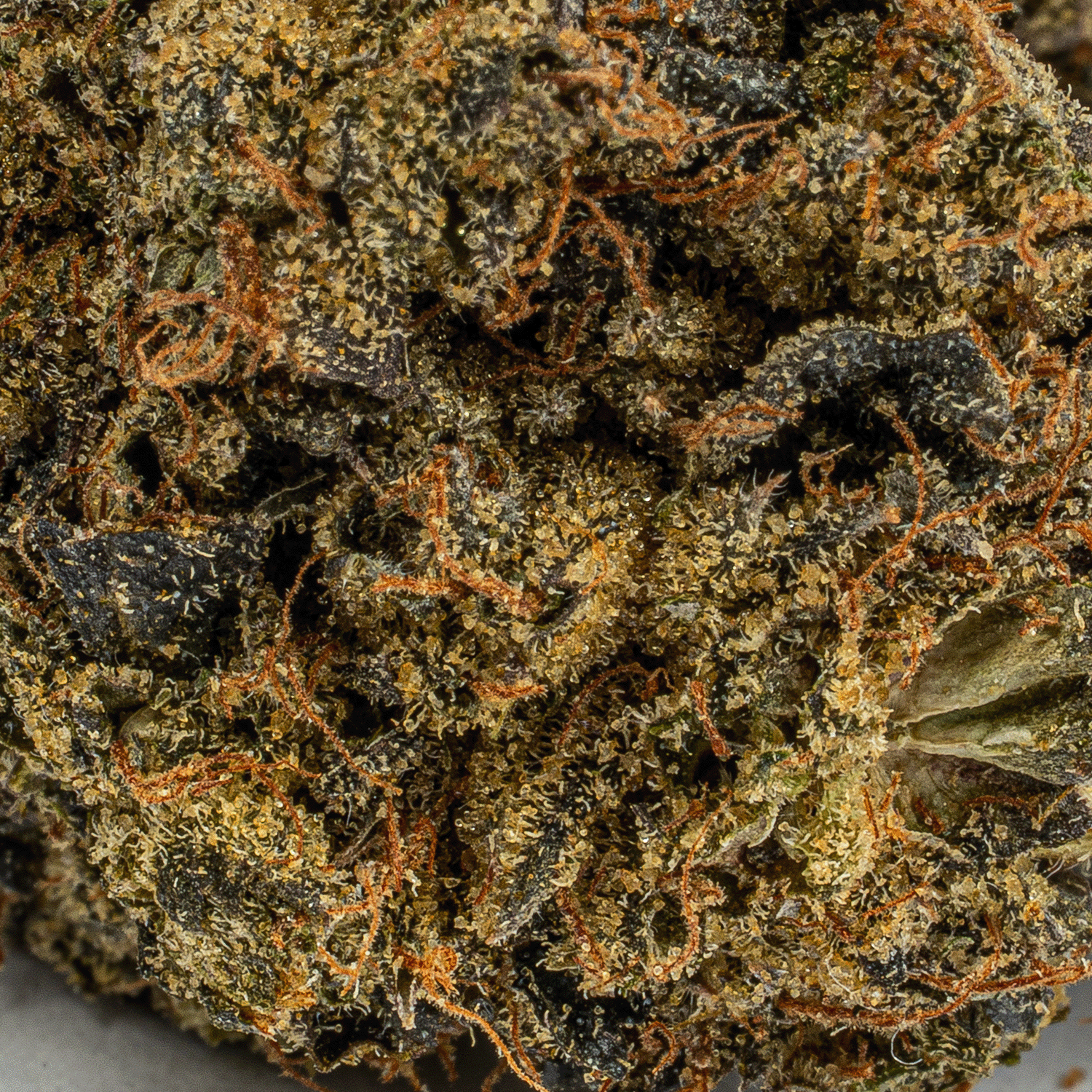 Gas Leak (AAA+) - Image 3