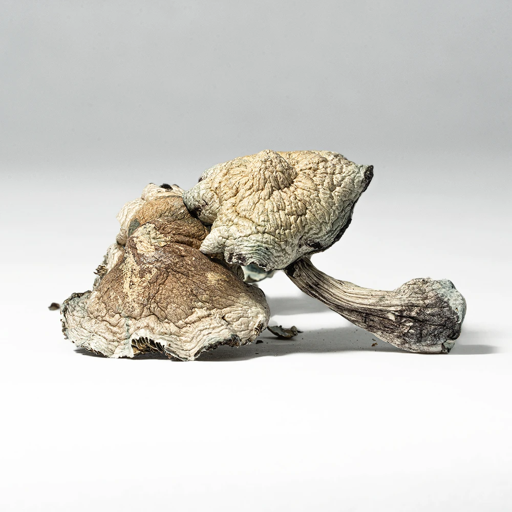 Golden Teacher Mushrooms - Image 3