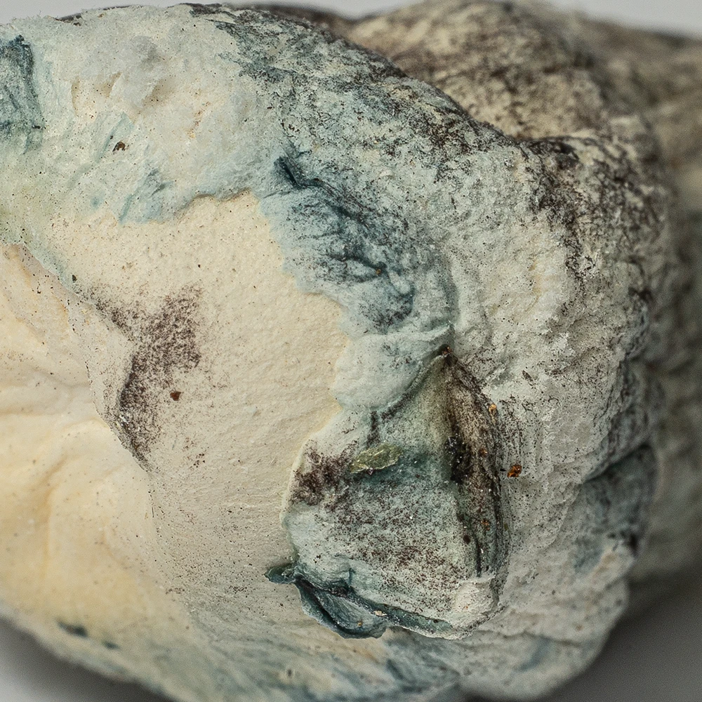 Golden Teacher Mushrooms - Image 4