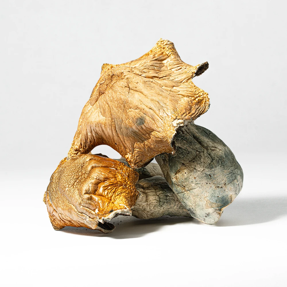 Hillbilly Pumpkin Mushrooms - Image 3