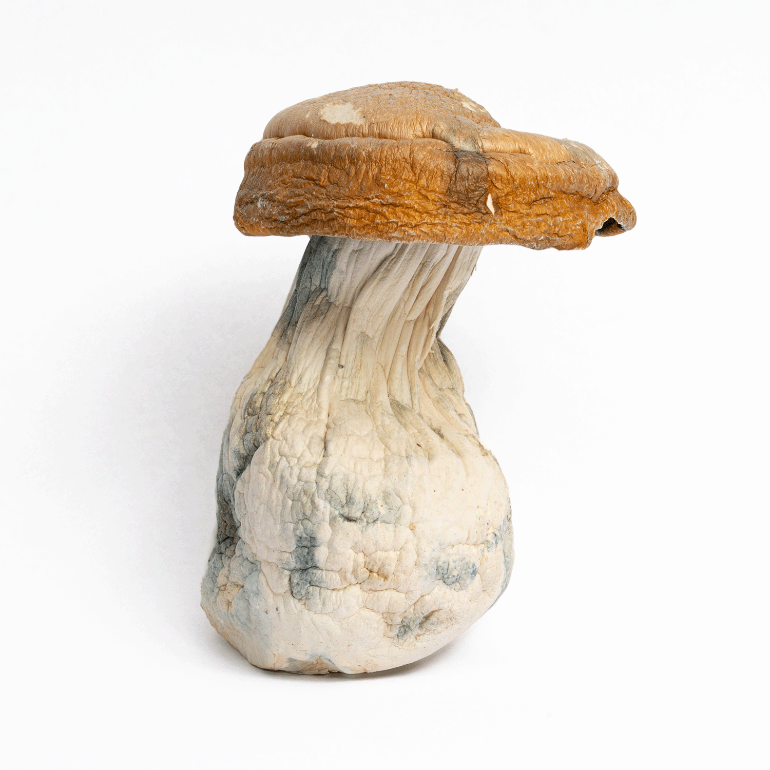 King Kong Mushrooms - Image 2