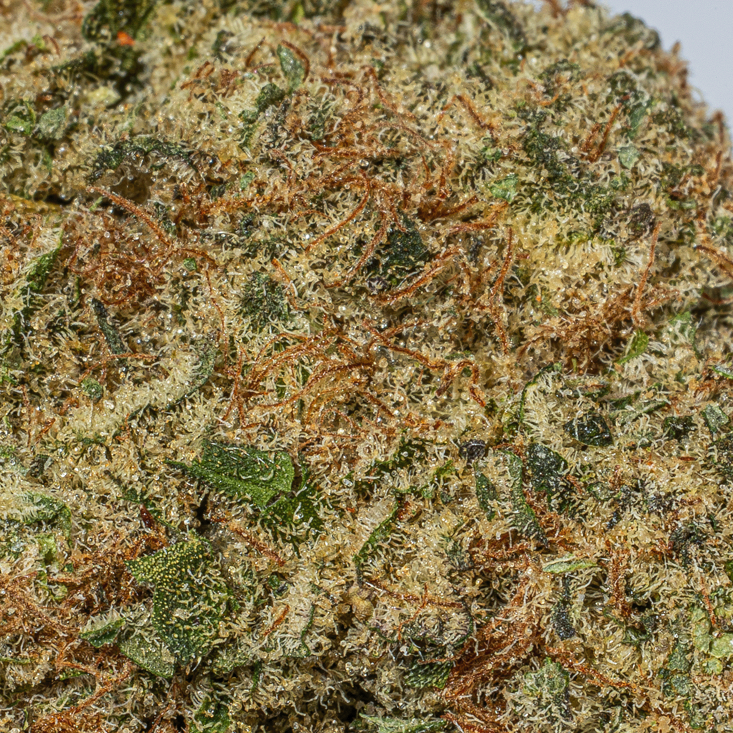 Purple Punch (AAA+) - Image 4