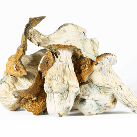 A-One Mushrooms - Lucid Gates - Image 2