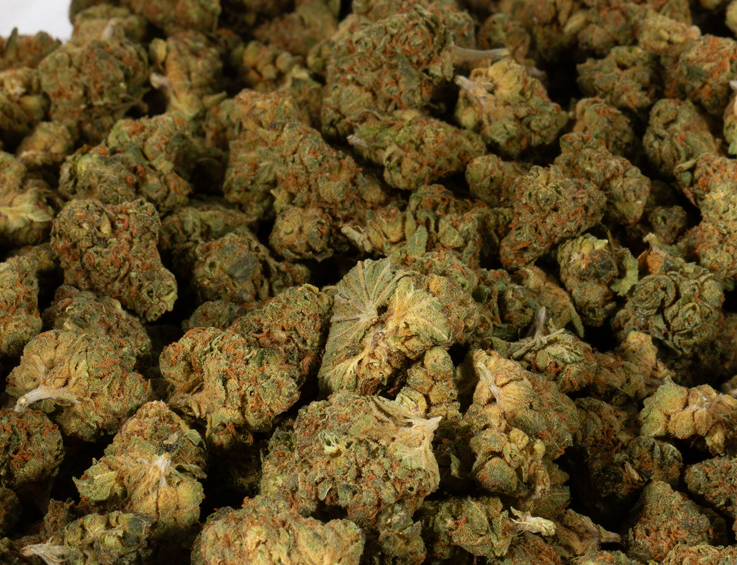 Maui Mango Diesel (AA) - Image 6