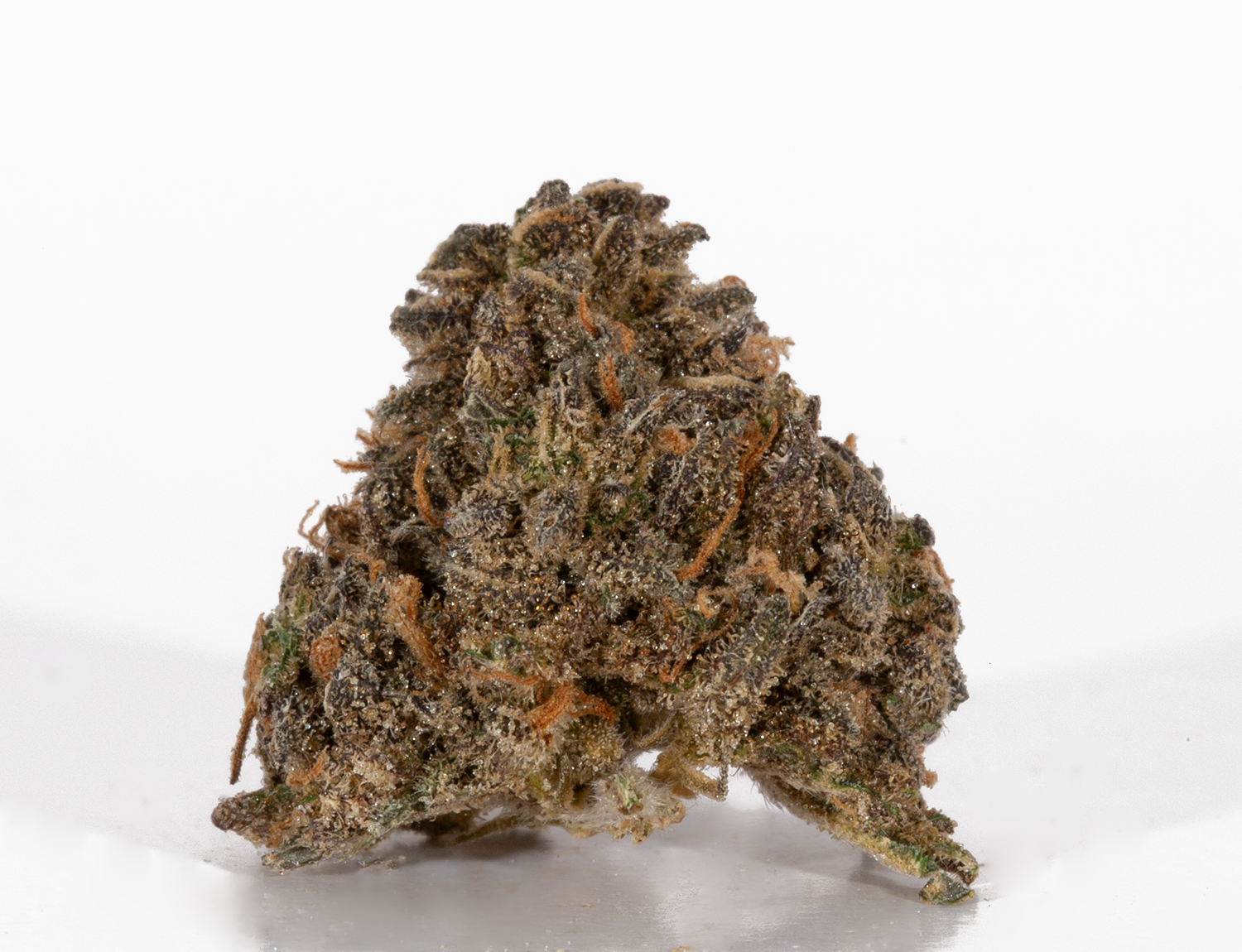 Mimosa (AAA) - Image 3