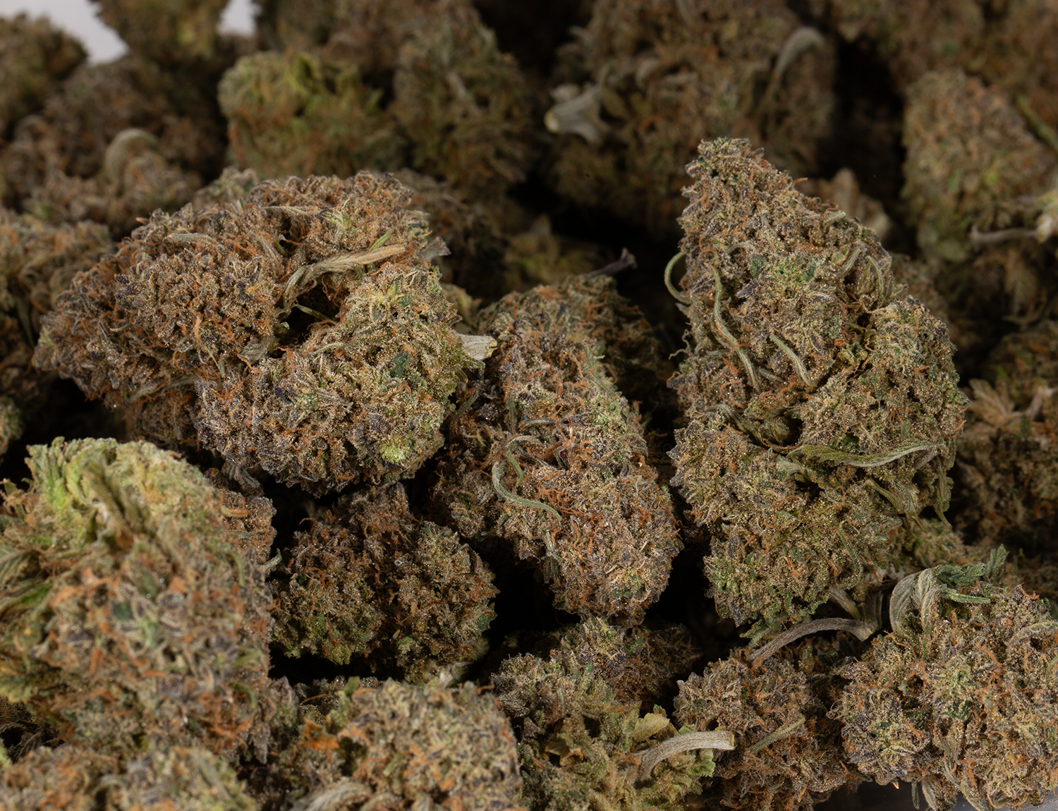 Mimosa (AAA) - Image 4