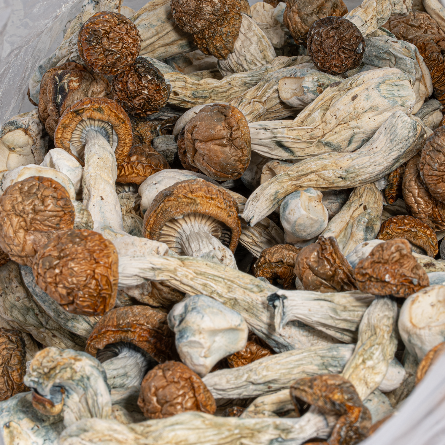 Penis Envy Mushrooms - Image 4