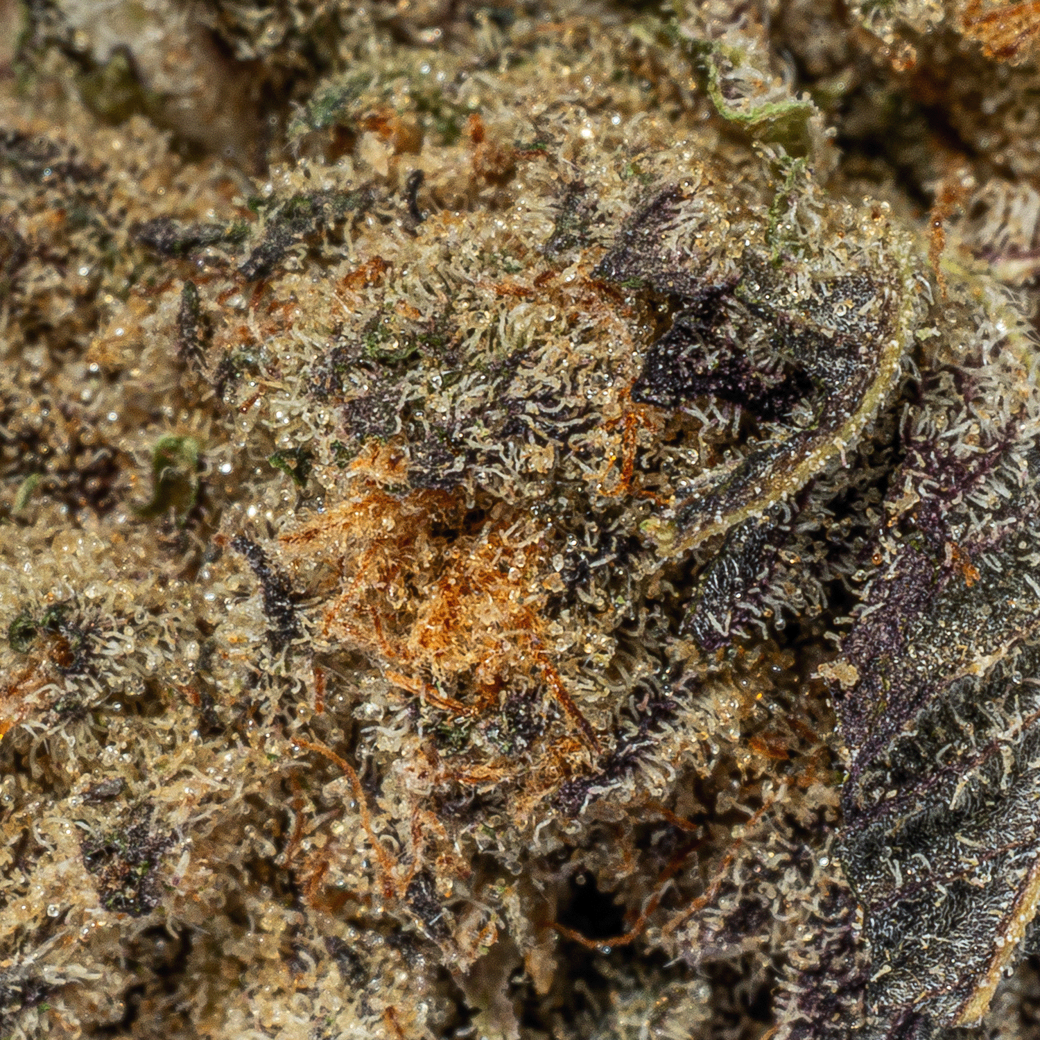 Purple Pinecone (AA+) - Image 5