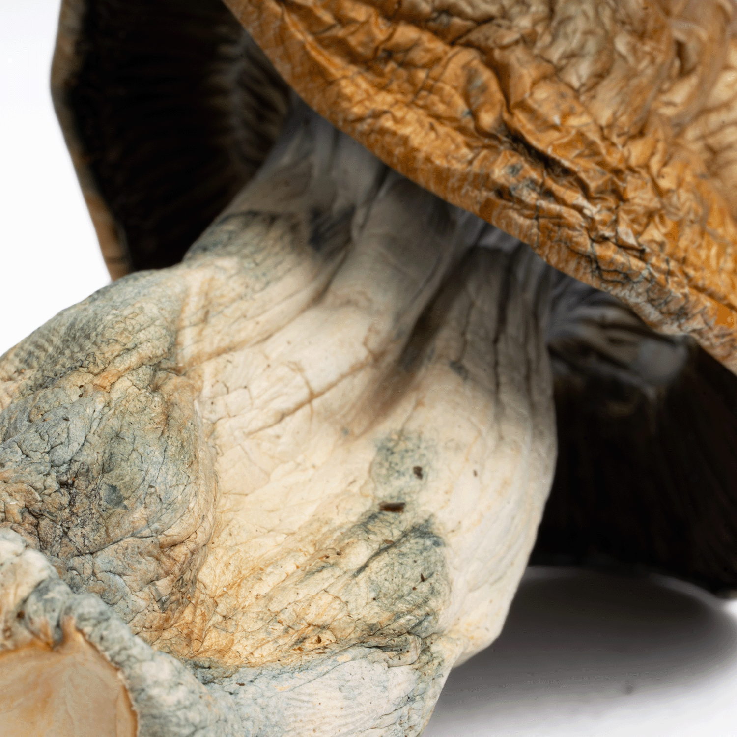 Makilla Gorilla Mushrooms - Image 5