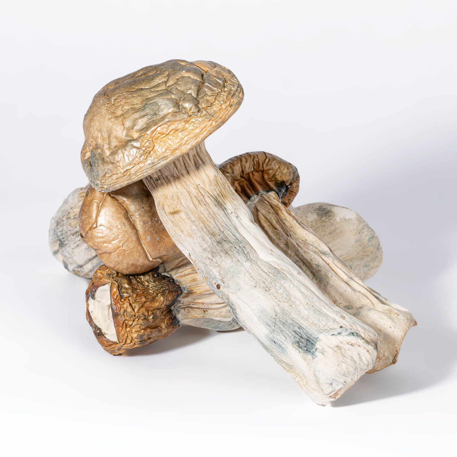 GC Thrashers Mushrooms