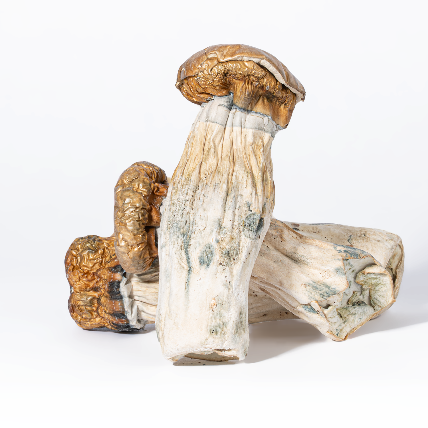 GC Thrashers Mushrooms - Image 2