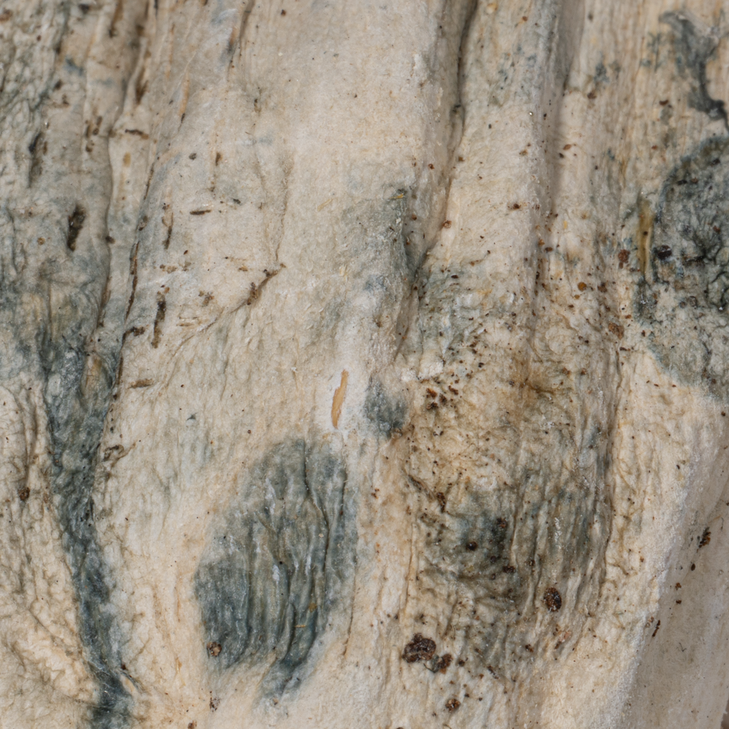 GC Thrashers Mushrooms - Image 3