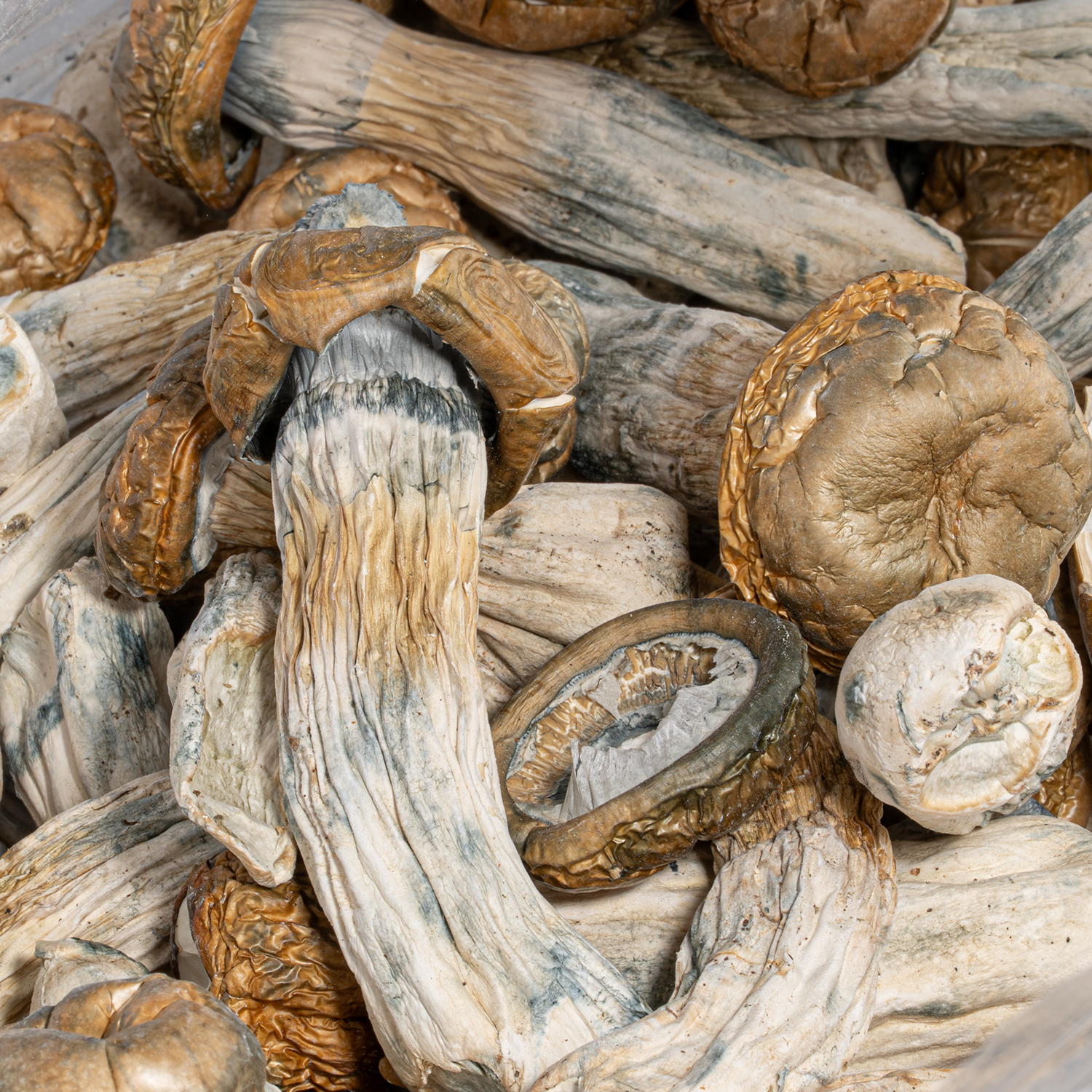 GC Thrashers Mushrooms - Image 4