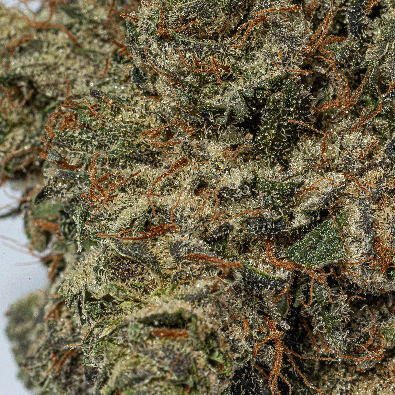 Purple Aurora (AAA+) - Image 4