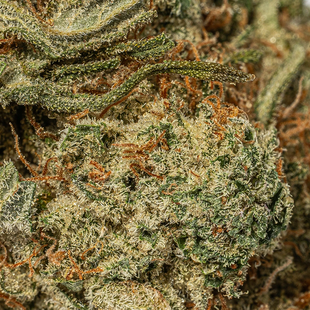 White Thunder (AAA+) - Image 5