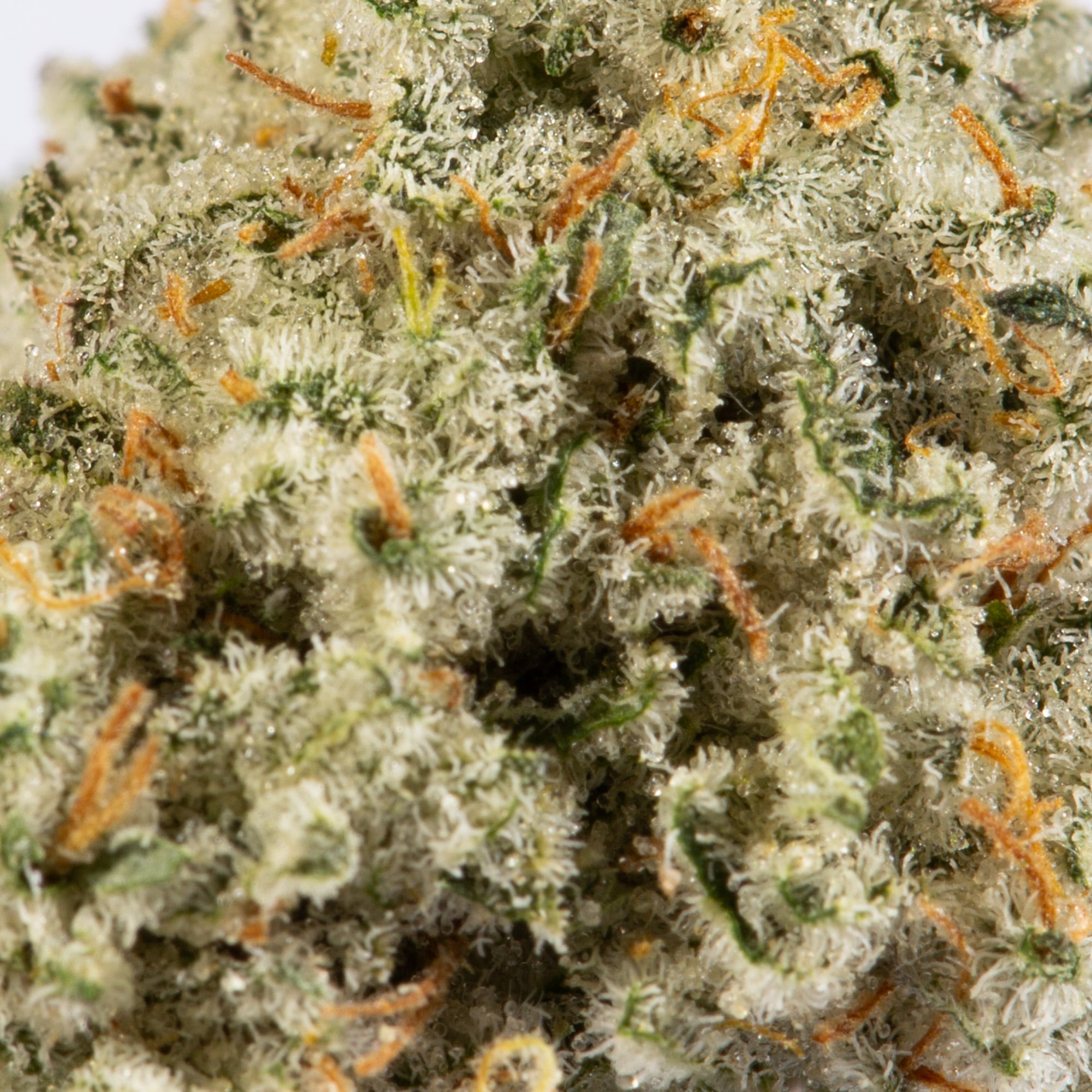White Widow Smalls (AA+) - Image 4