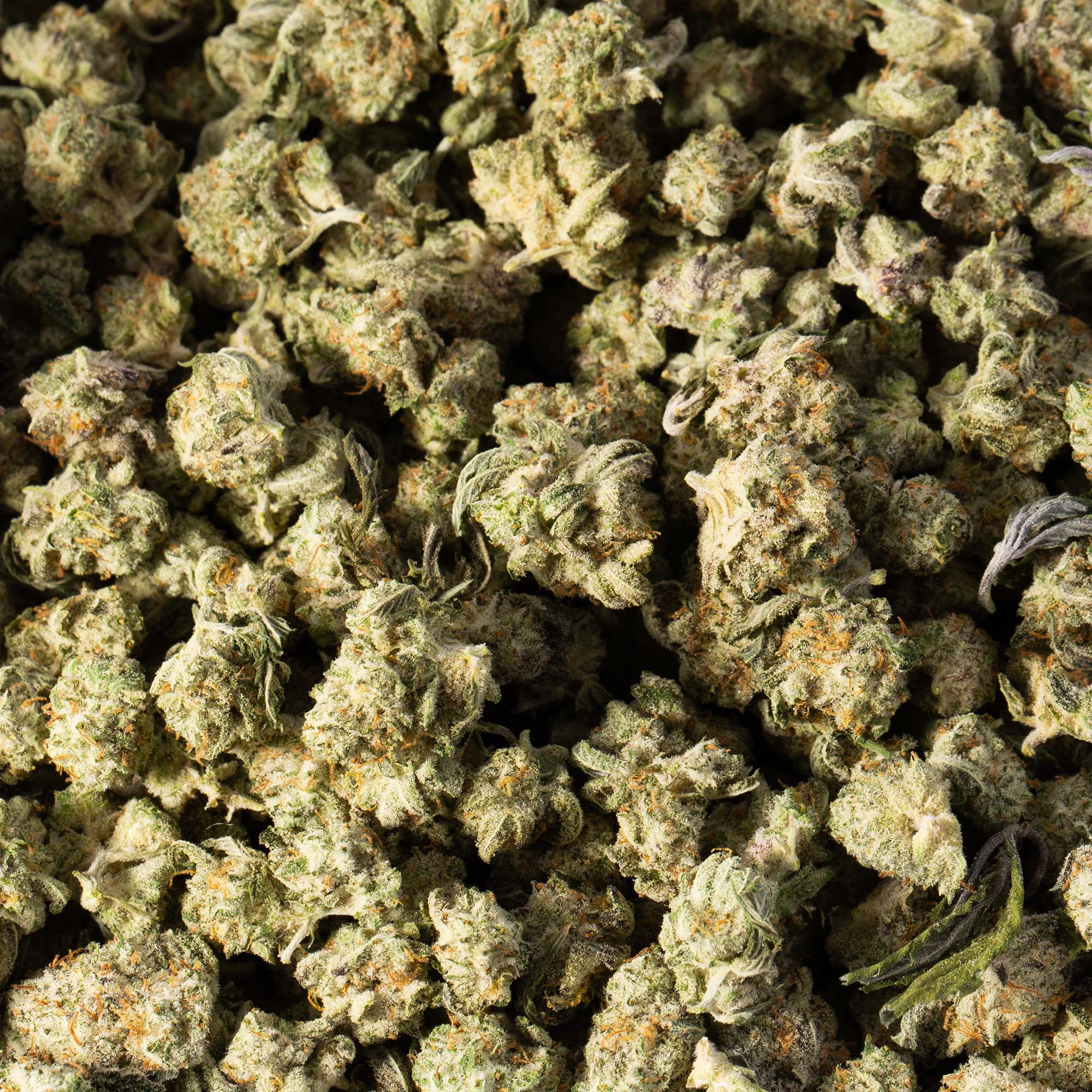 White Widow Smalls (AA+) - Image 3