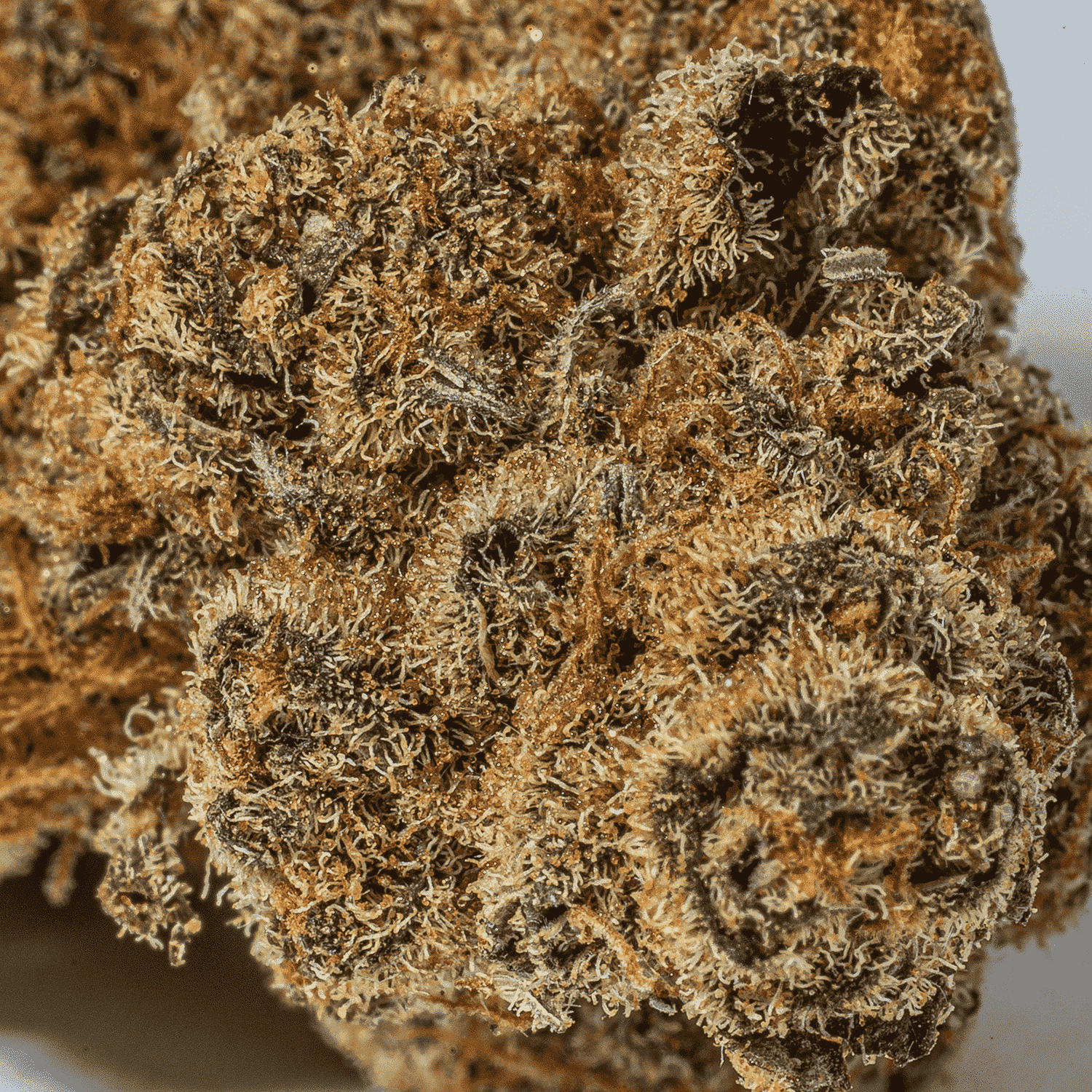 Blue Java (AA) - Image 5