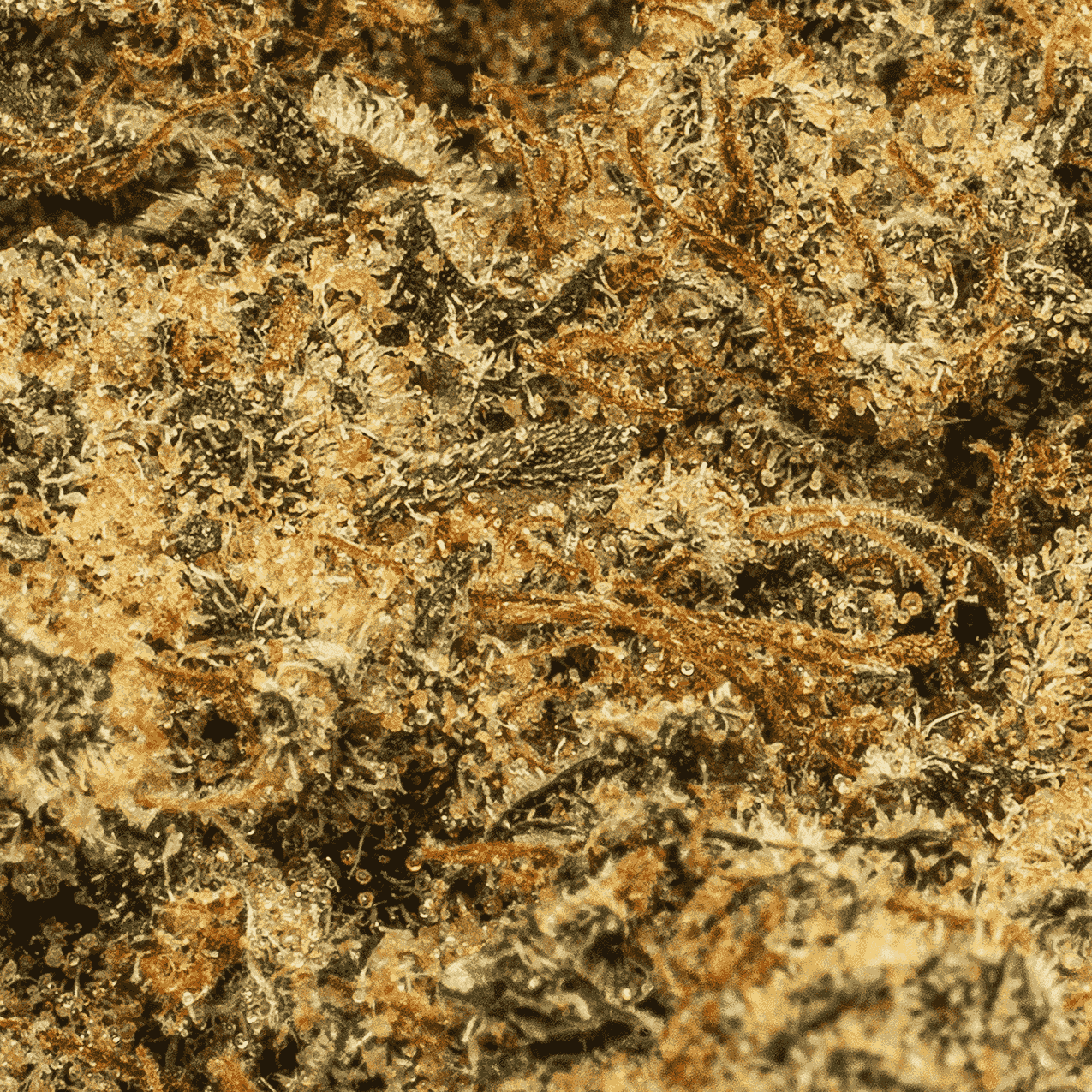 Cherry Pie (AA+) - Image 5