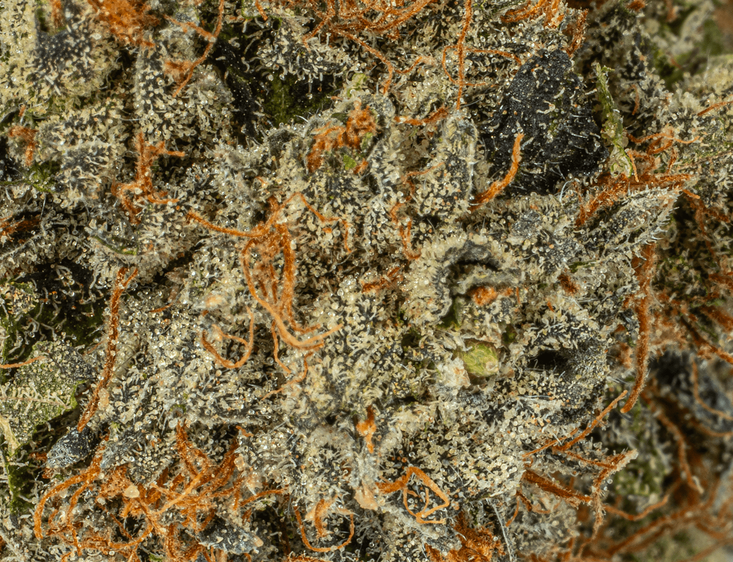 El Jefe (AAA+) - Image 3