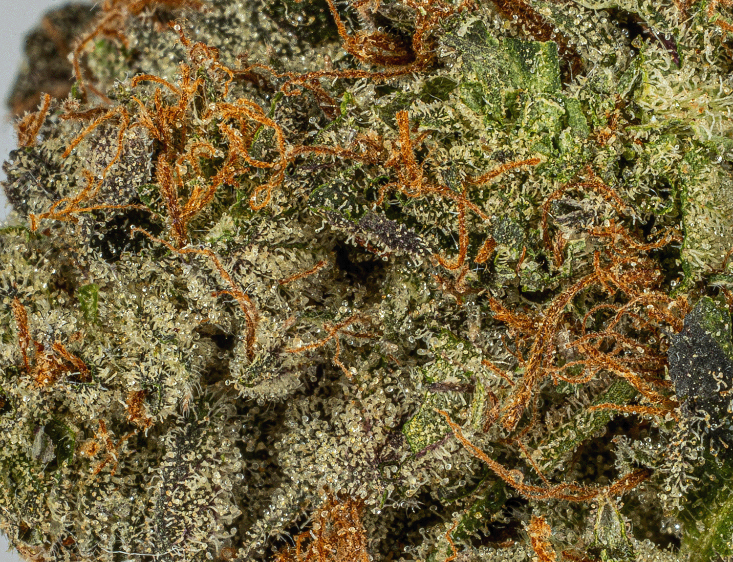 Georgia Pine (AAA+) - Image 4