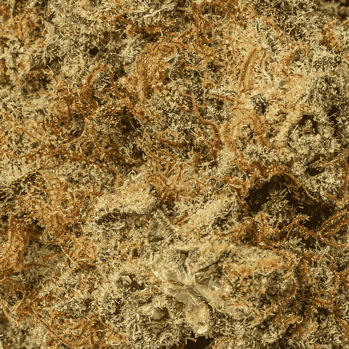 Girl Scout Cookies (AA+) - Image 5