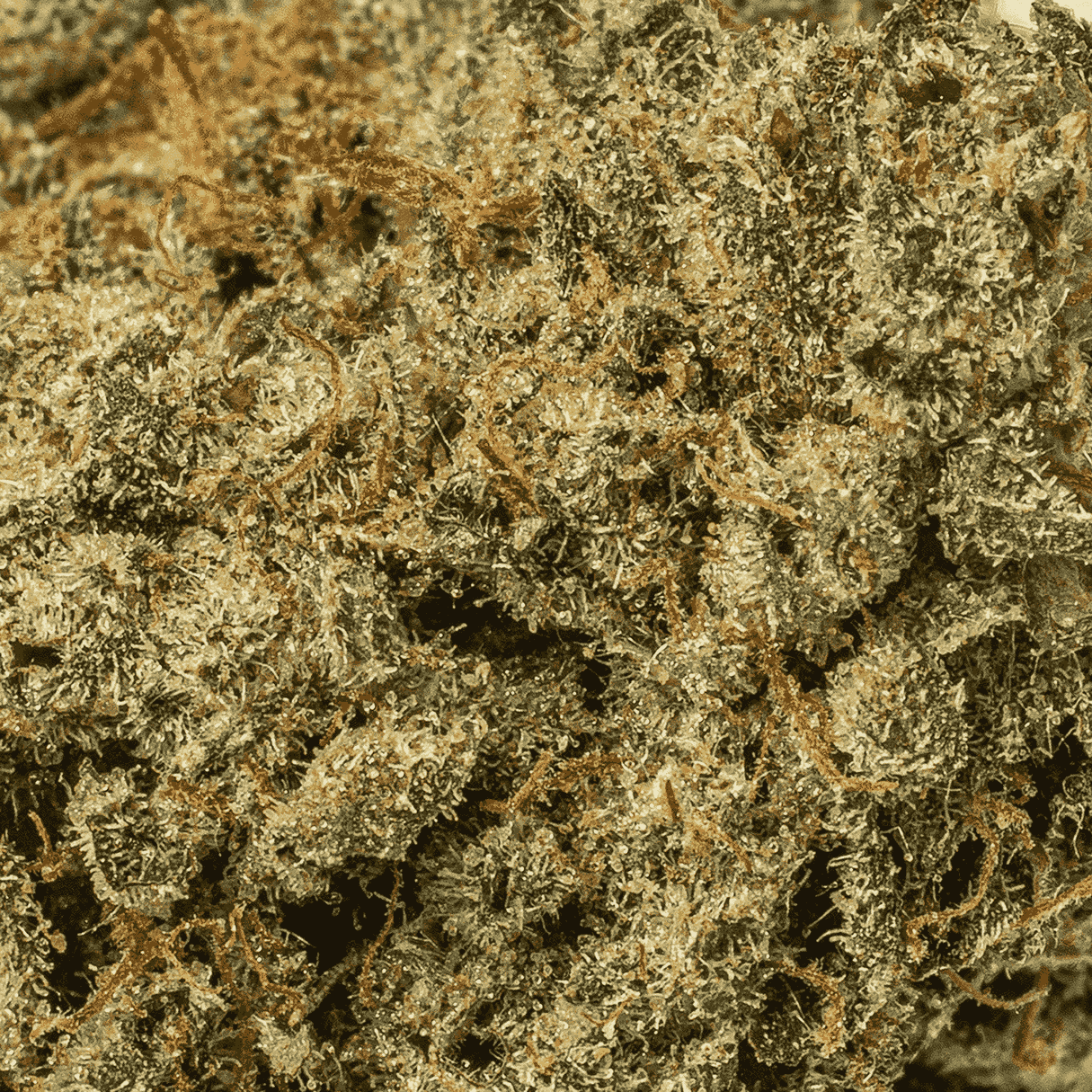 Ice Cream (AA+) - Image 5