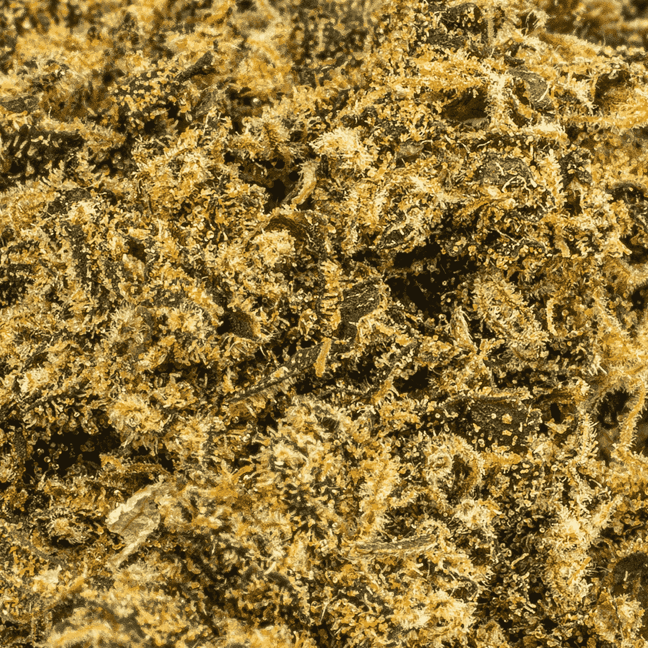 Jean Guy (AA) - Image 5