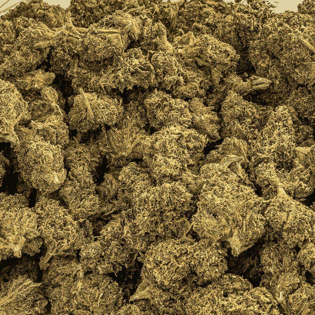 Jean Guy (AA) - Image 4