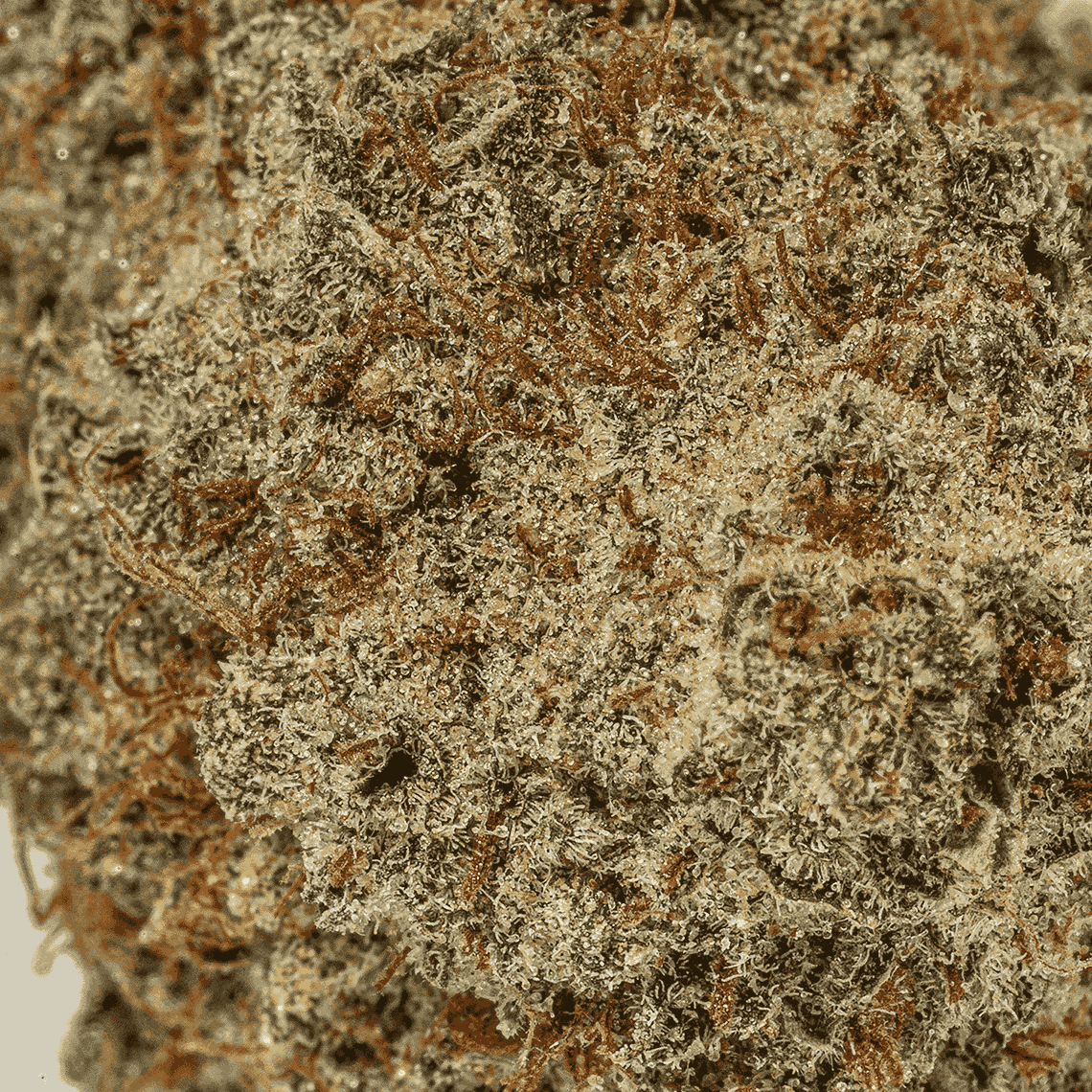 Lavender Haze (AA+) - Image 5