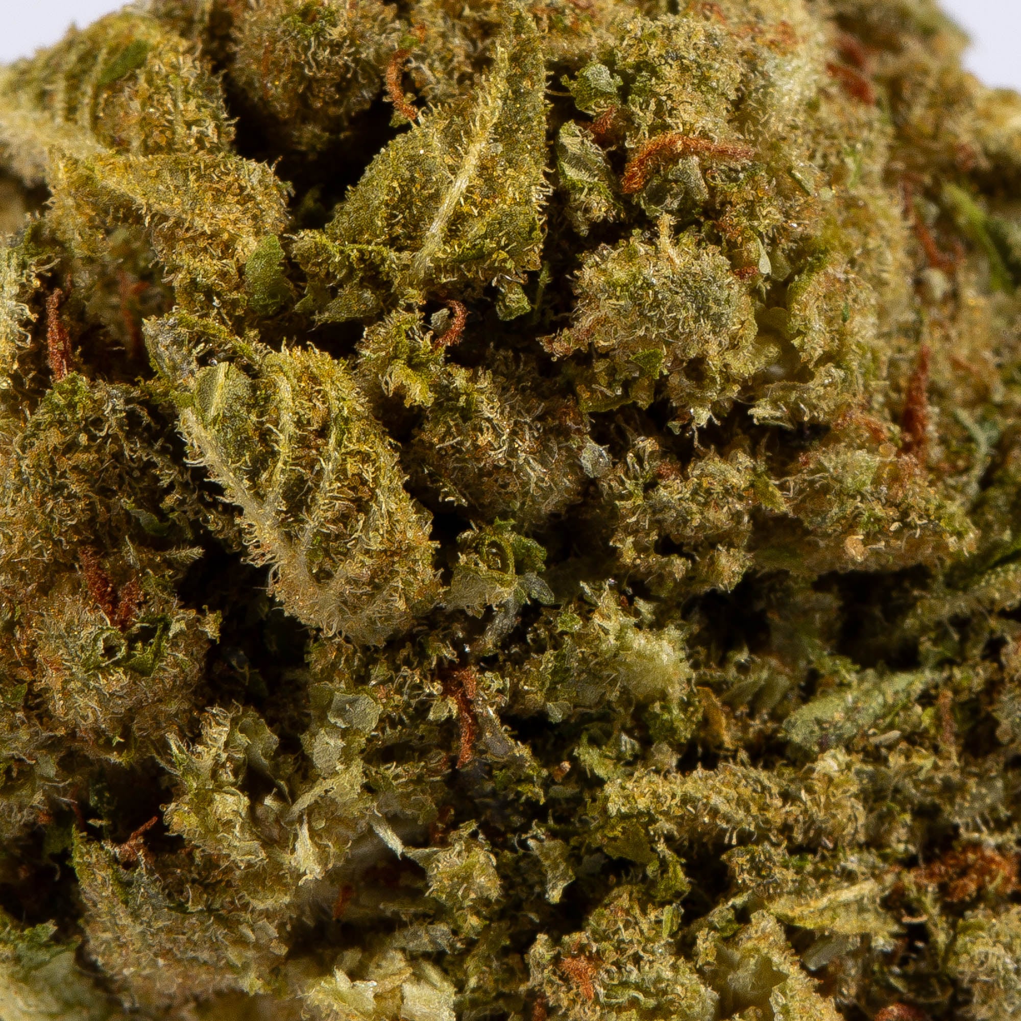 Mango Tango (A) - Image 4