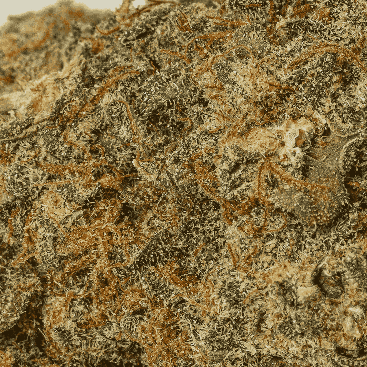 Papaya (AAA) - Image 5