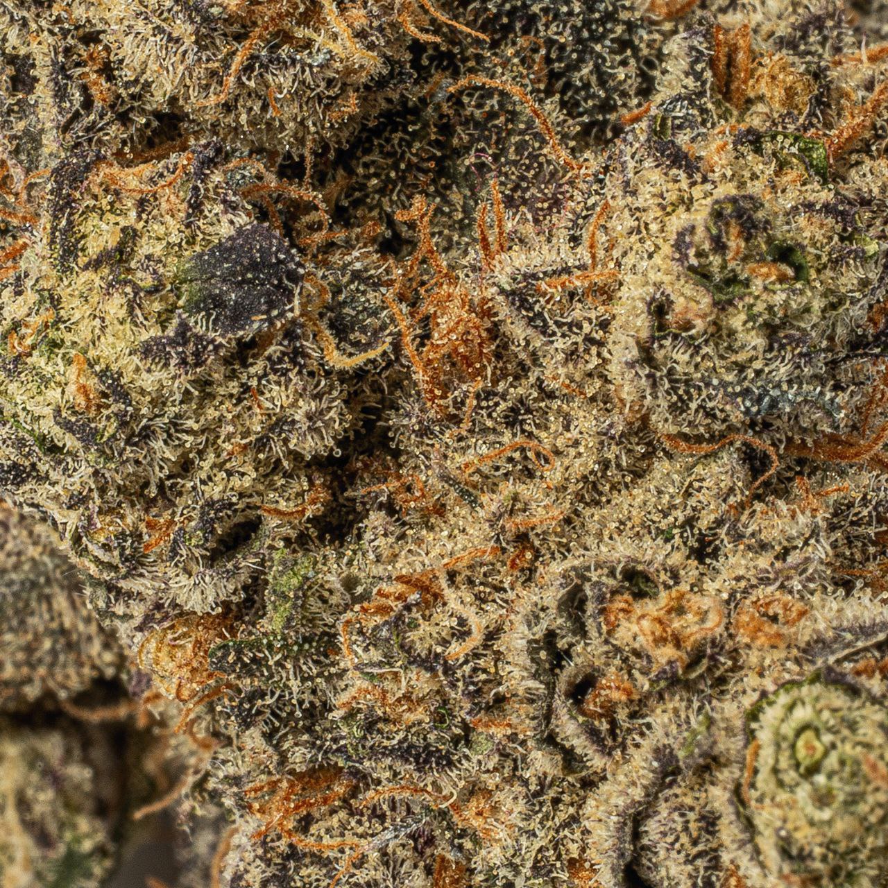 Purple Wookie (AAA+) - Image 5