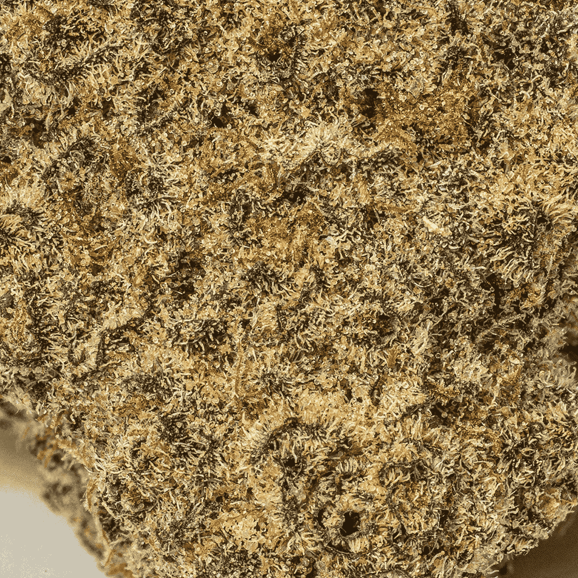 Slapz (AAA+) - Image 5