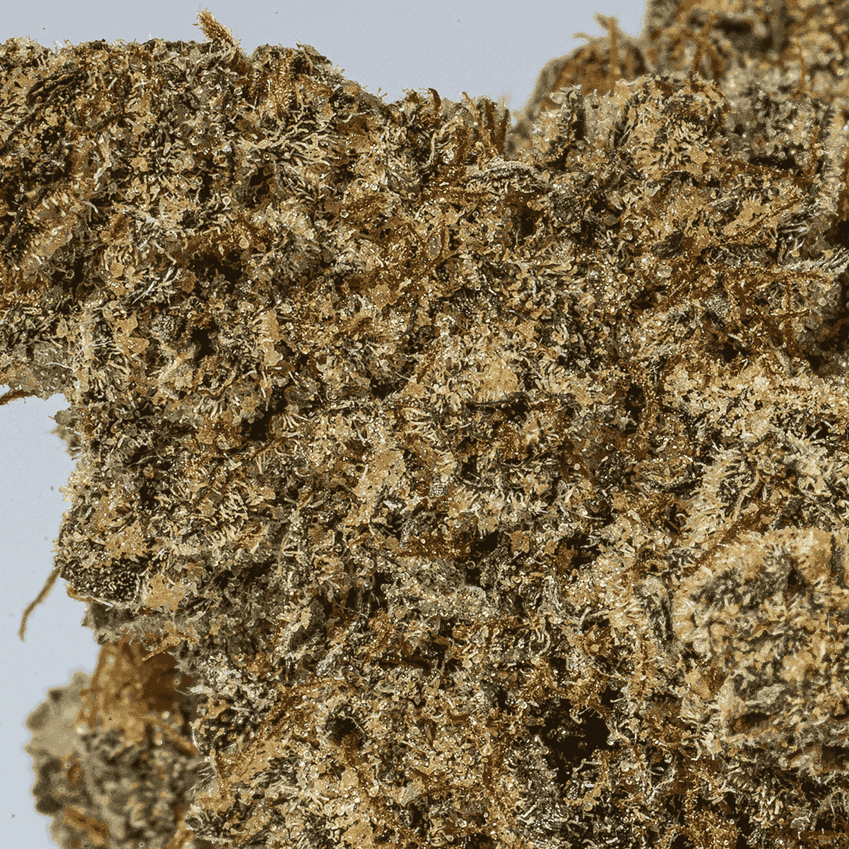 Strawberry Slurpee (AAA+) - Image 5