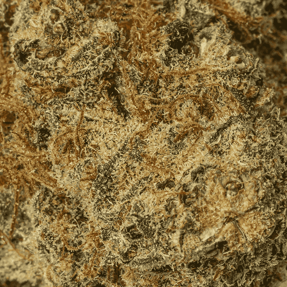 Z Crasher (AAAA) - Image 5