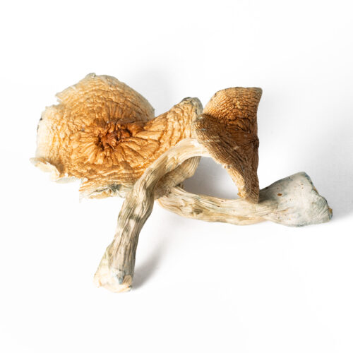 Full Moon Party is a lively variety of Psilocybe cubensis, often associated with the vibrant energy of Thailand’s Full Moon Party. It typically produces medium to large mushrooms with sturdy stems and rounded golden caps, reflecting classic cubensis traits with a slightly more robust build. This strain is known for its moderately strong potency and energetic effects, often delivering euphoria, enhanced visuals, and a heightened sense of connection and stimulation. Users commonly describe the experience as upbeat, social, and immersive, making it stand out for its more dynamic and mood-lifting profile compared to heavier, introspective strains.