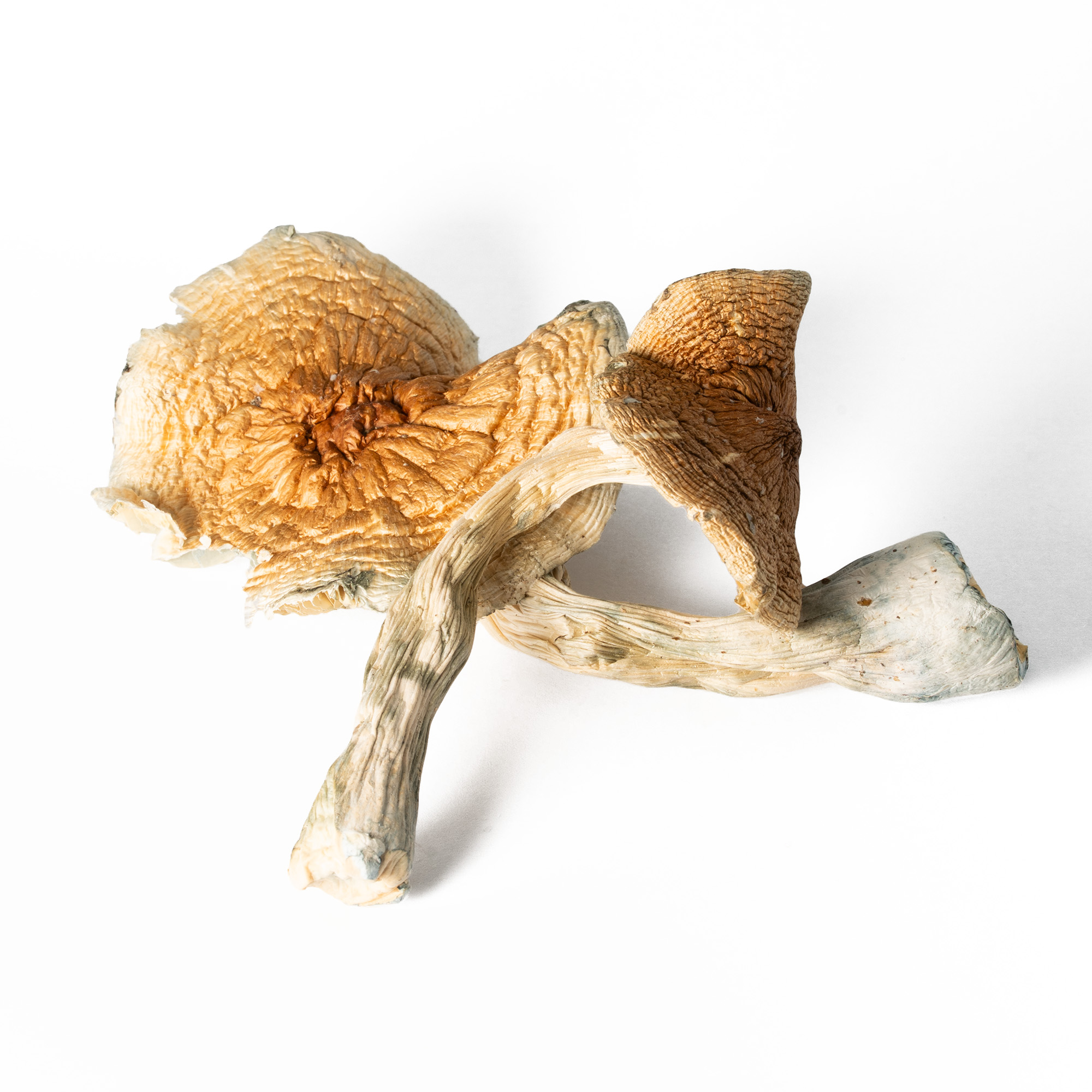 Full Moon Party is a lively variety of Psilocybe cubensis, often associated with the vibrant energy of Thailand’s Full Moon Party. It typically produces medium to large mushrooms with sturdy stems and rounded golden caps, reflecting classic cubensis traits with a slightly more robust build. This strain is known for its moderately strong potency and energetic effects, often delivering euphoria, enhanced visuals, and a heightened sense of connection and stimulation. Users commonly describe the experience as upbeat, social, and immersive, making it stand out for its more dynamic and mood-lifting profile compared to heavier, introspective strains.