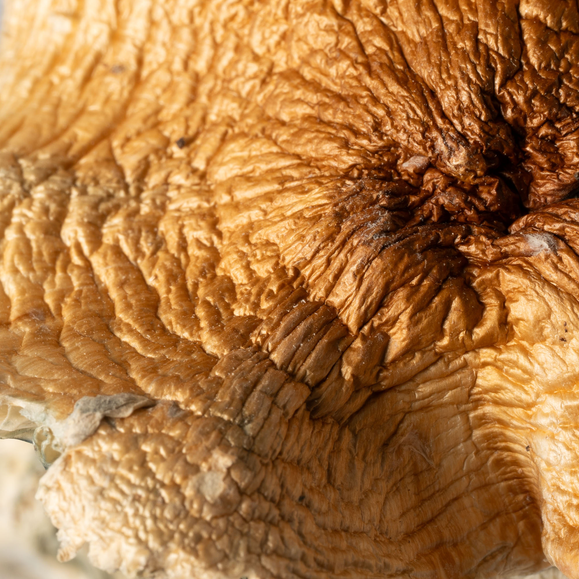 Full Moon Party Mushrooms - Image 2