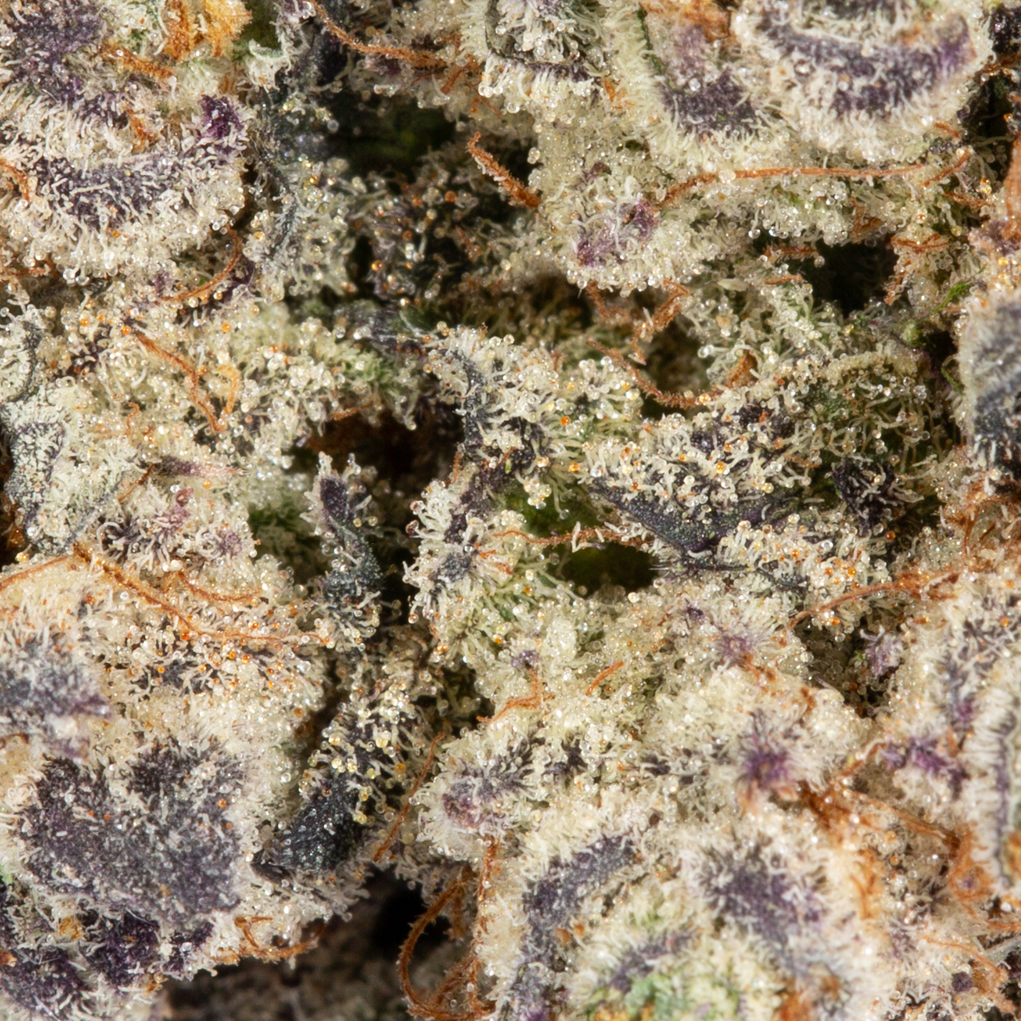Gelato 41 (AAAA) - Image 5
