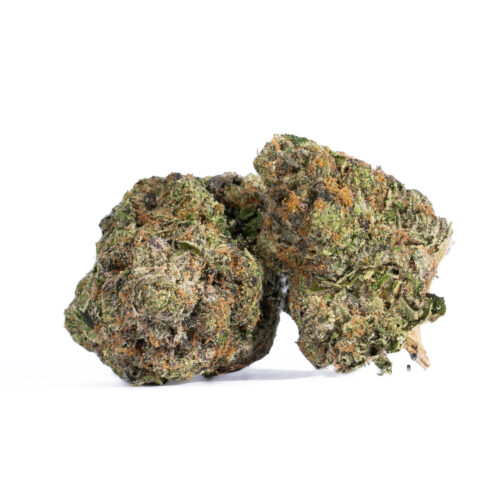 Master Jedi gives off a very distinct aroma that is a lovely blend of earthy, musky and pine scents. It has a smooth and rich flavor as well that is a blend of coffee and caramel flavors with a strong lemon and citrus aftertaste. Due to its relaxing effects on your system, it is a good antidote for stress, depression and anxiety. It puts you off to sleepy, which is why it is a good cure for insomnia. It can also be used for different kinds of mild pains.