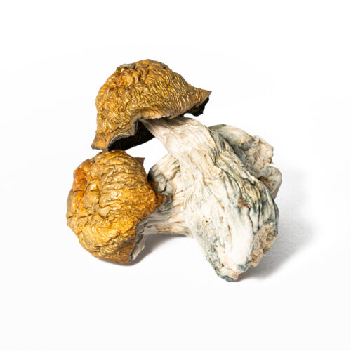 Golden Penis Envy is a highly potent variety of Psilocybe cubensis known for its dense, thick stems and distinctive golden caps that set it apart from other Penis Envy–type strains. It is widely regarded for its strong effects, often producing intense visual distortion, deep introspection, and a long-lasting, immersive psychedelic experience.