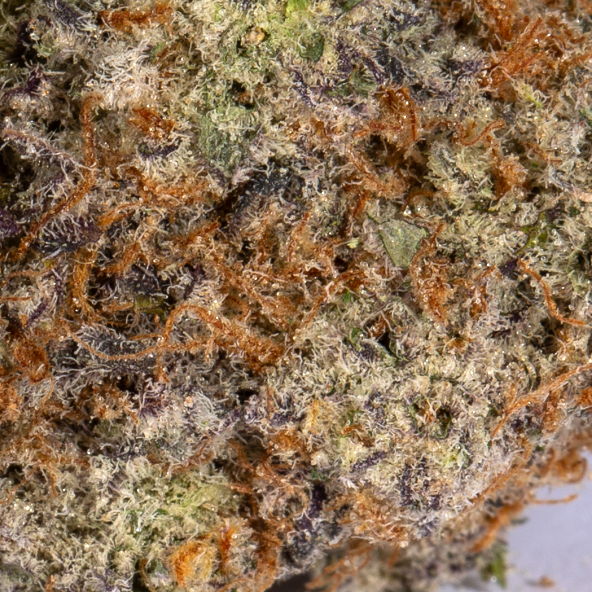 Stinky Pinky (AAA+) - Image 5