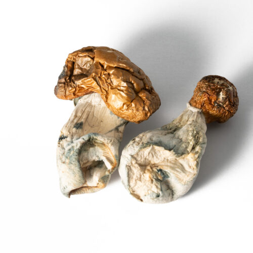 Koh Samui is a tropical variety of Psilocybe cubensis originating from the island of Koh Samui, known for its fast growth and adaptability. It typically produces medium-sized mushrooms with slender stems and rounded golden-brown caps, often forming in abundant flushes. This strain is considered moderately potent, offering a balanced psychedelic experience with uplifting euphoria, enhanced visuals, and a clear-headed, energetic feel that’s often described as more social and less heavy than some stronger varieties.